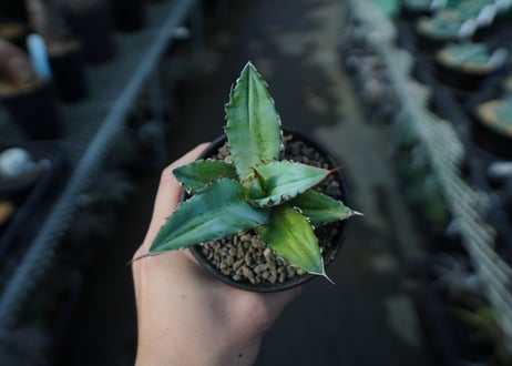 アガベ　チタノタ　Agave Titanota