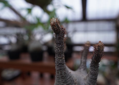 パキポディウム　グラキリス　Pachypodium gracilius　抜き苗　№172