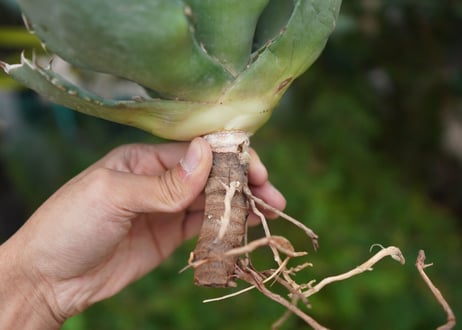 Agave titanota 白鯨 E NO.2