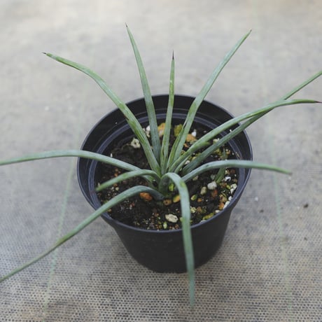 ストリクタ | STORES