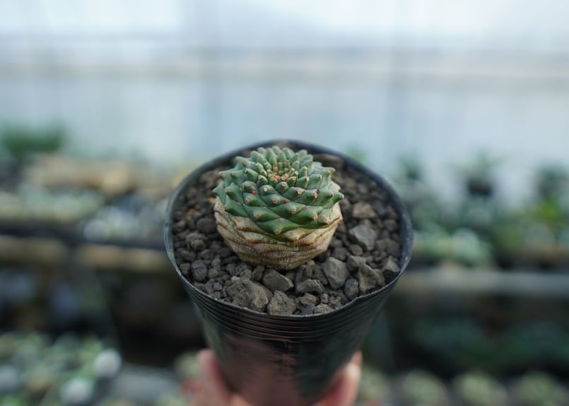 ユーフォルビア オベサ×鉄甲丸 Euphorbia obesa×bupleurifolia |