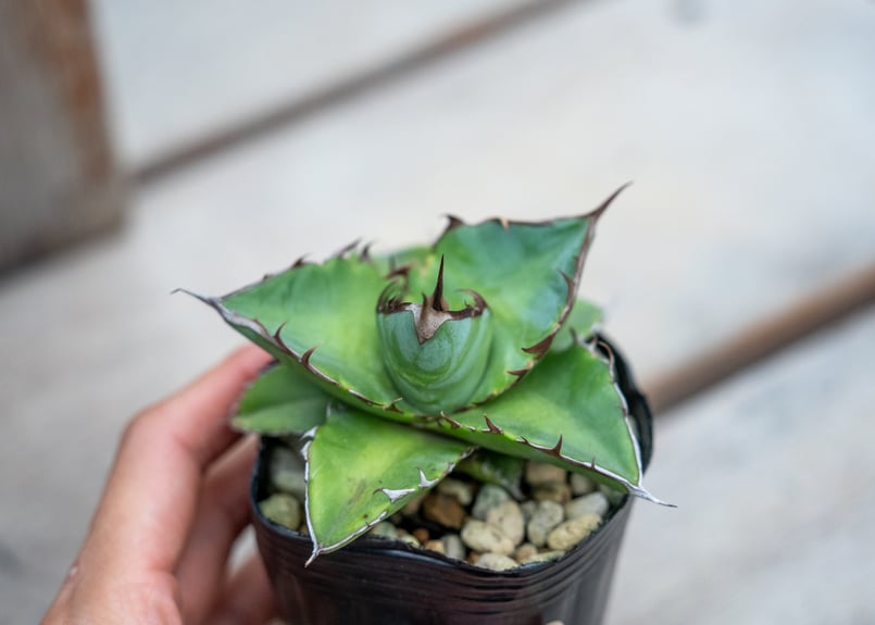 アガベ チタノタ ブルー 沖縄実生 | mana's farm:塊根植物・アガベ