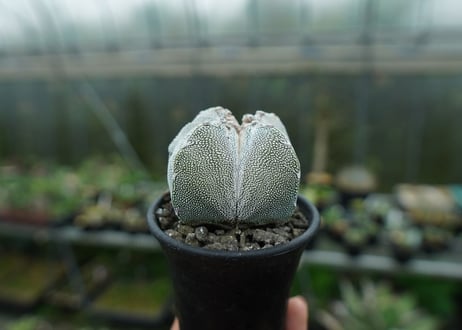 恩塚鸞鳳玉　Astrophytum myriostigma cv.