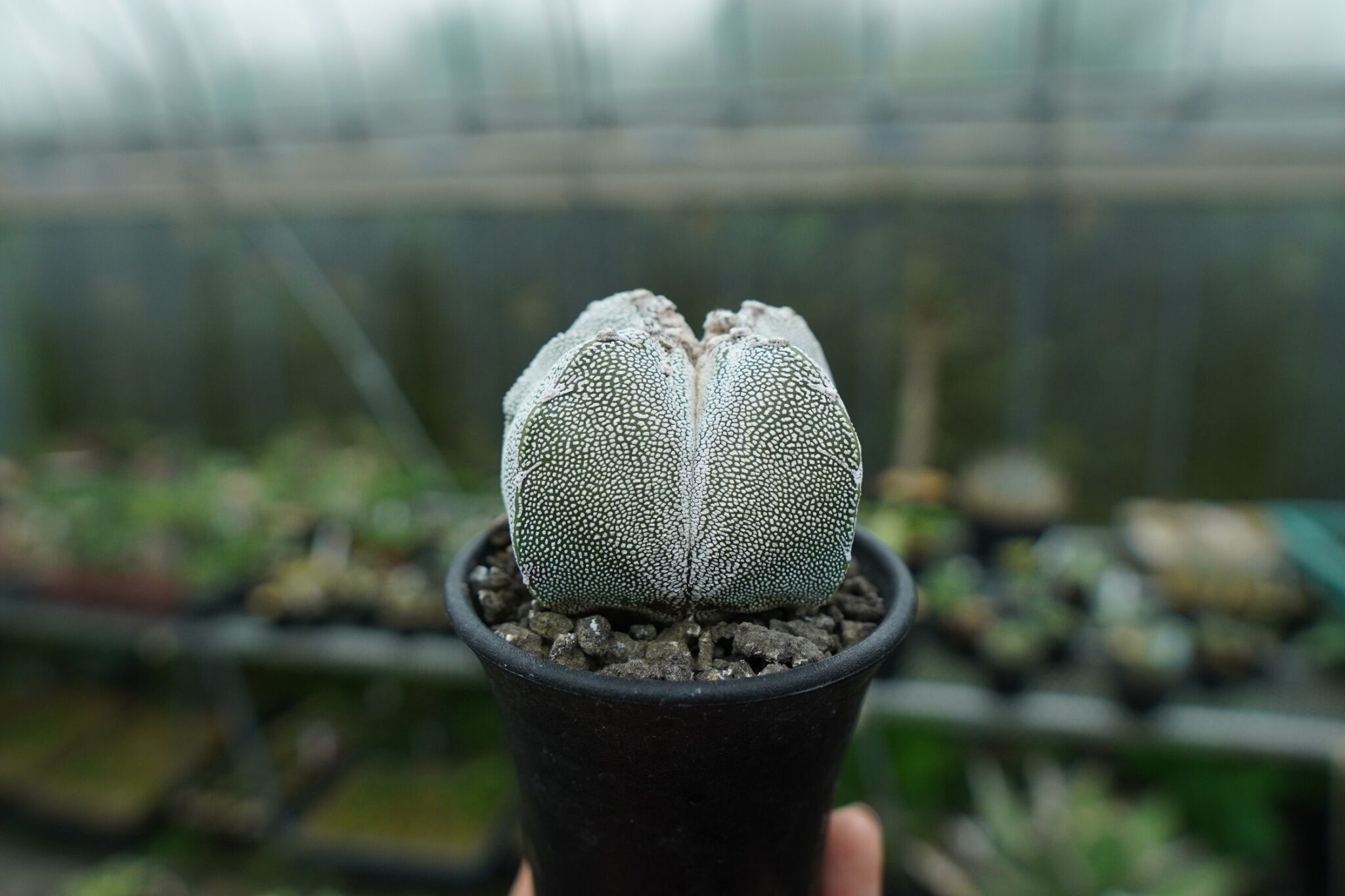 恩塚鸞鳳玉 Astrophytum myriostigma cv. | mana's farm