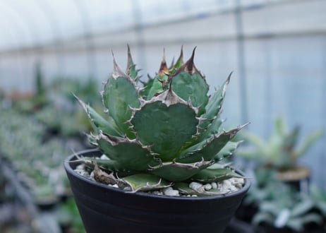 Agave Sowing seeds D 特大