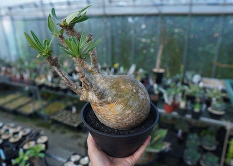 パキポディウム　グラキリス　 Pachypodium Gracilius  No.1