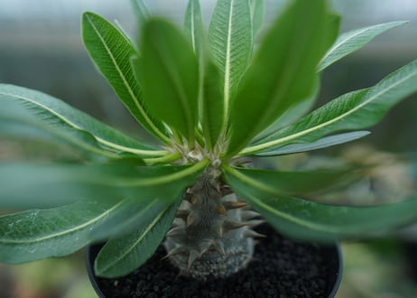 パキポディウム　恵比寿大黒　Pachypodium Densicaule　No.9