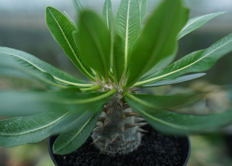 パキポディウム 恵比寿大黒 Pachypodium Densicaule No.9 | man
