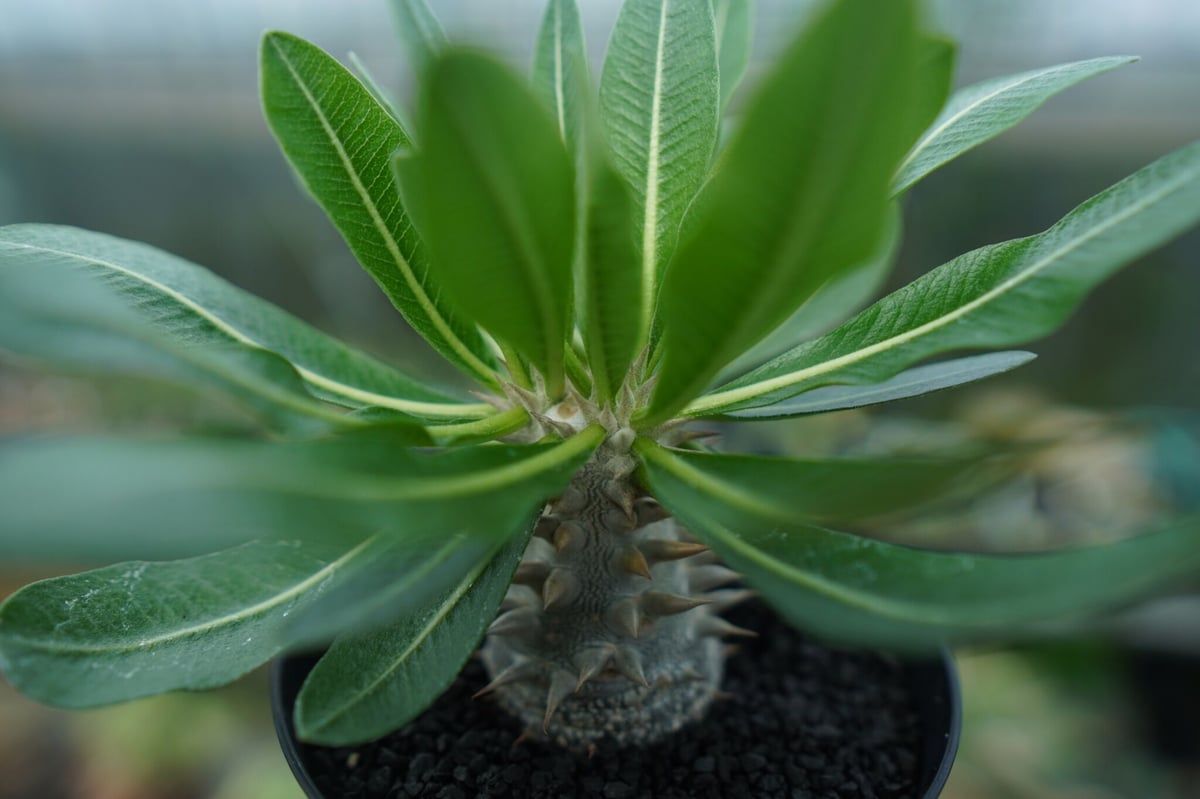 【多肉植物】パキポディウム　恵比寿大黒　９ パキポディウム 恵比寿大黒 | hanayoshi-botanical