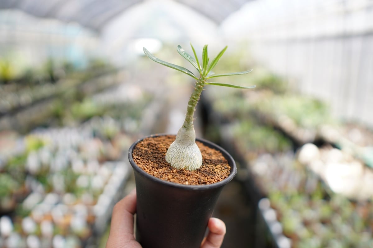 パキポディウム ビスピノーサム | mana's farm:塊根植物・アガベ