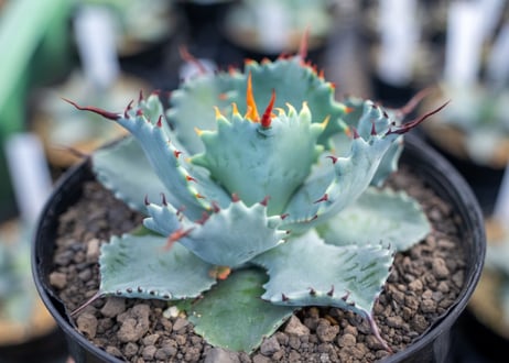 アガベ　ポタトラム　”スポーン”　agave potatorum "spawn"