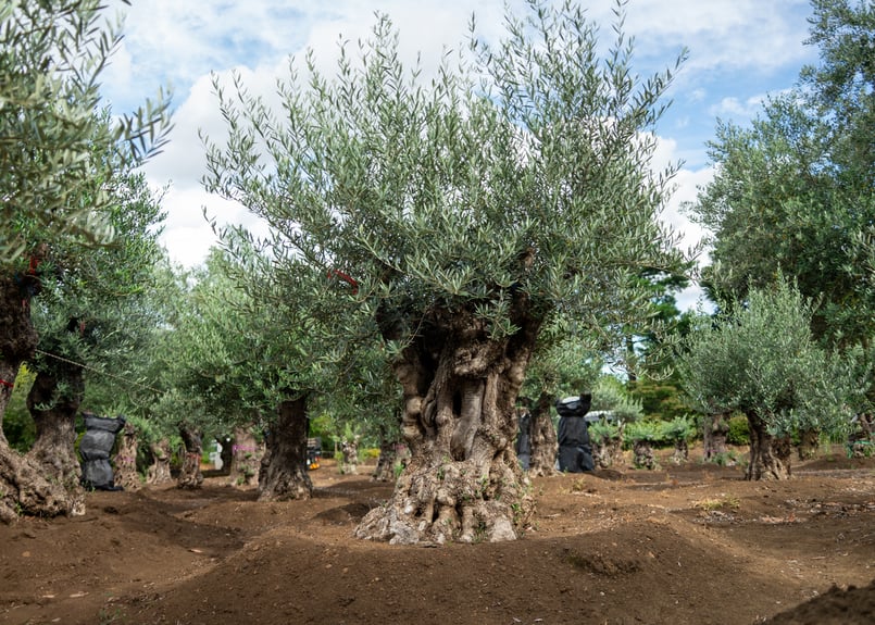 商談中。【超太幹】これぞ古木の風格｜代表選抜・輸入オリーブ《一点物