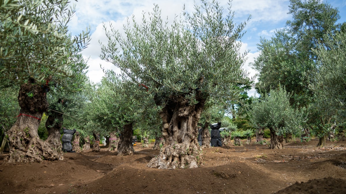 商談中。【超太幹】これぞ古木の風格｜代表選抜・輸入オリーブ