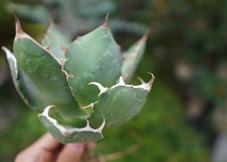 Agave titanota 白鯨 D NO.2