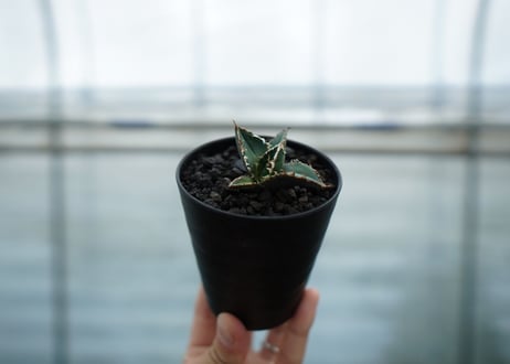 アガベ　チタノタ　狼人　agave titanota "狼人"　No.1