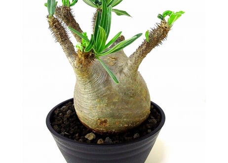Pachypodium Gracilius パキポディウム  グラキリス  №6