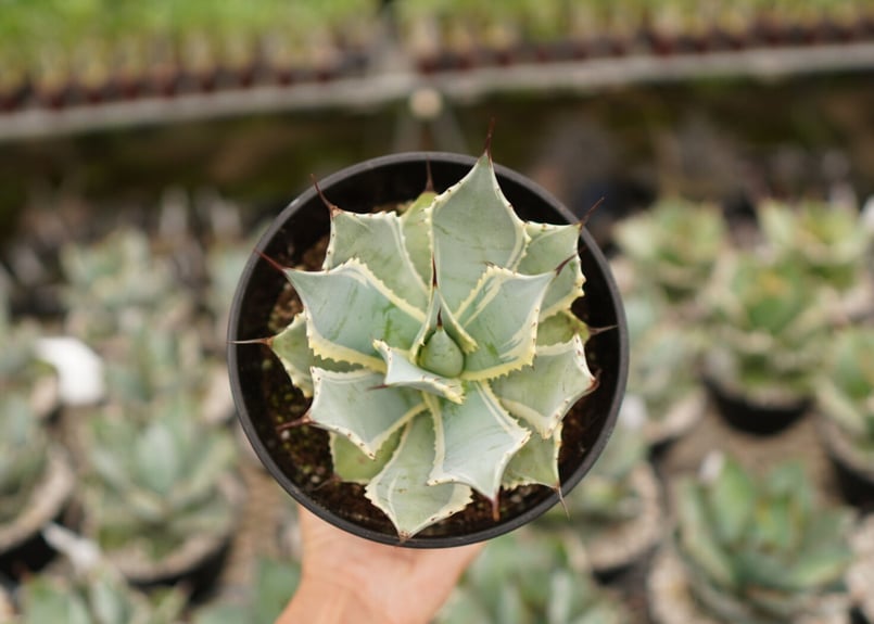 アガベ ポタトラム ペルシャフェルティー 怒雷神錦 NO.1 | mana's farm