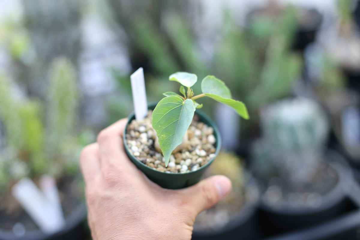 フィカス　パルメリー、コーデックス（鉢付き対応可） フィカス パルメリー、コーデックス（鉢付き対応可） - メルカリ