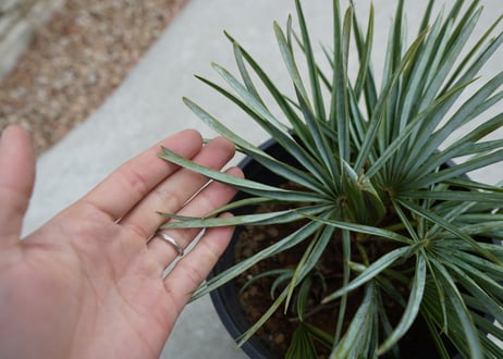 チャメロプス　セリフェラ 　Chamaerops humilis var. Cerifera  No.2