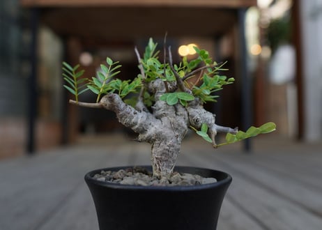 センナ　メリディオナリス　Senna meridionalis　No.1