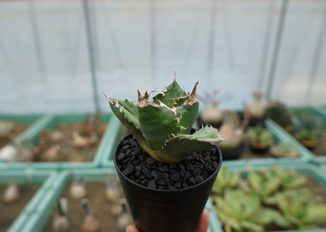 アガベ　チタノタ　白火焔　agave titanota white fire