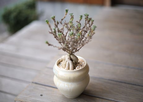 姫紅小松 　Trichodiadema bulbosum