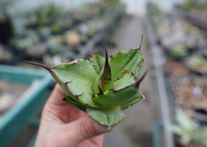 抜き苗】アガベ チタノタ FO-76 Agave titanota FO-76 | mana
