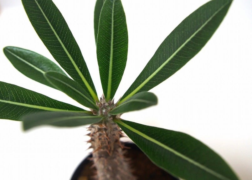 Pachypodium Tackyi パキポディウム タッキーno.2 | mana's gr Pachypodium Tackyi パキポディウム タッキーno.2 | mana's gr