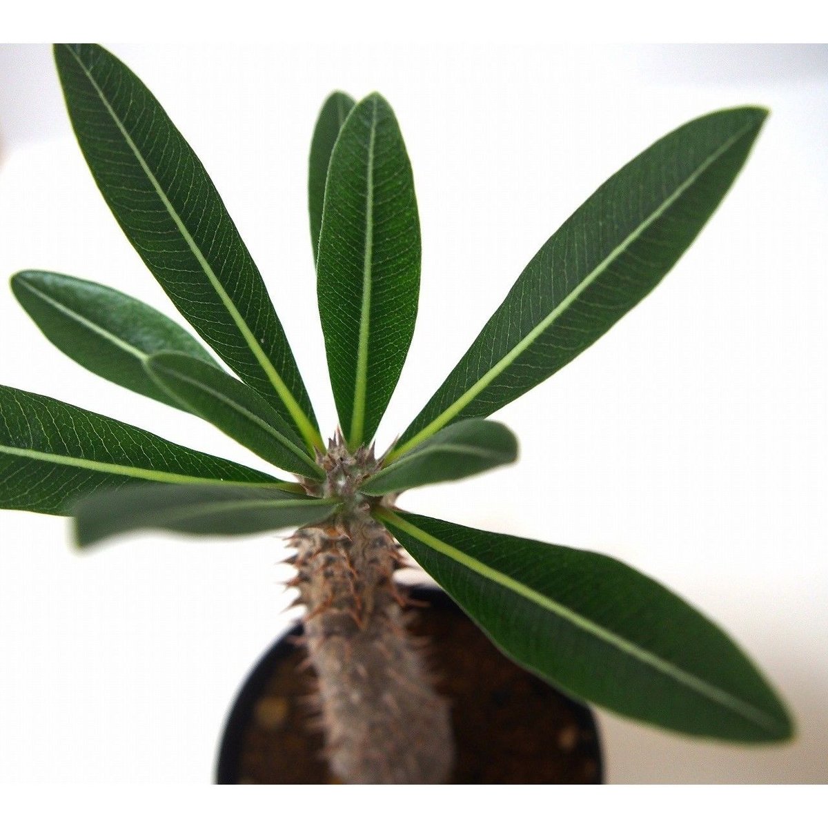 Pachypodium Tackyi パキポディウム タッキーno.2 | mana's gr Pachypodium Tackyi パキポディウム タッキーno.2 | mana's gr