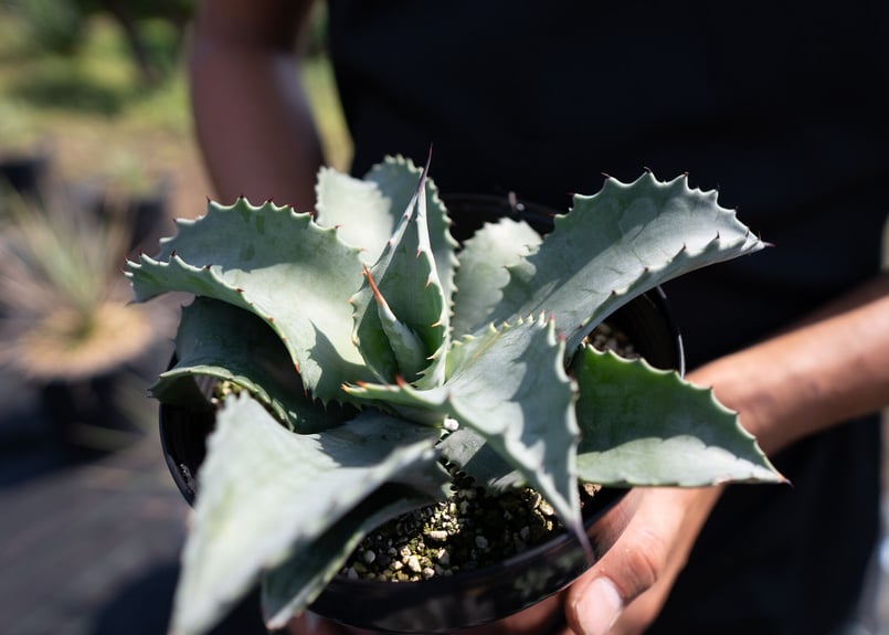 Agave Mr Ripple | mana's farm:塊根植物・アガベ・ドライ