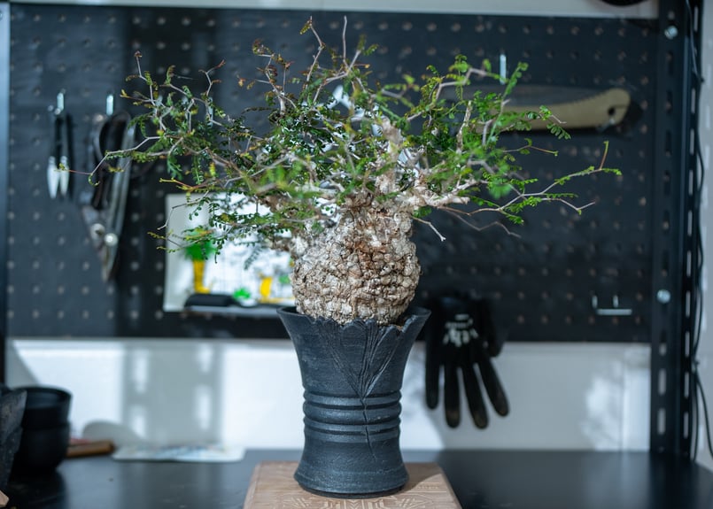 植木鉢陶器鉢 多肉植物アガベ パキプス 塊根植物 植木鉢陶器鉢 多肉植物アガベ パキプス 塊根植物