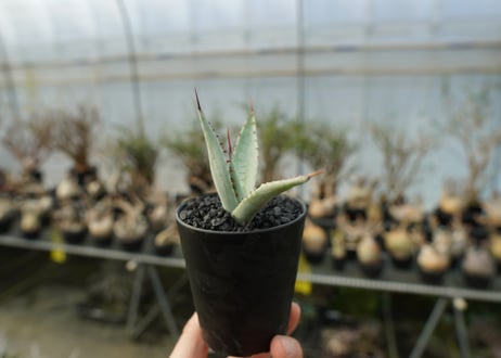 アガベ　屈原の舞扇 Agave 'Kutsugen no Maiougi'
