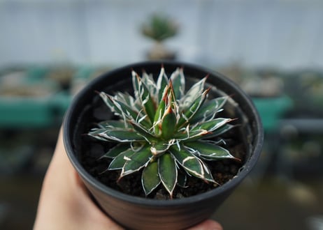 アガベ　フィリフェラ　シディゲラ　agave filifera ssp. schidigera 　No.1