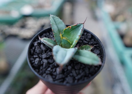 アガベ　チタノタ　 ブラックアンドブルー 　Agave titanota black and blue　No.10