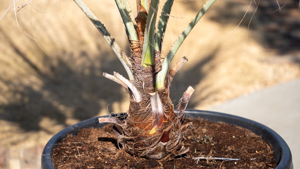 ブラヘアアルマータ　　しょう fit=scale-down,w=1200