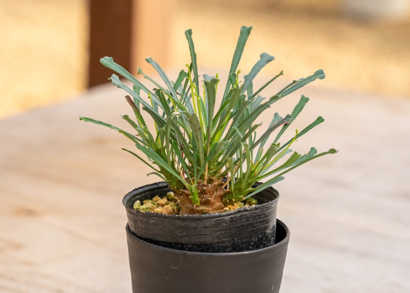 ユーフォルビア ムルチフォリア | mana's farm:塊根植物・アガベ