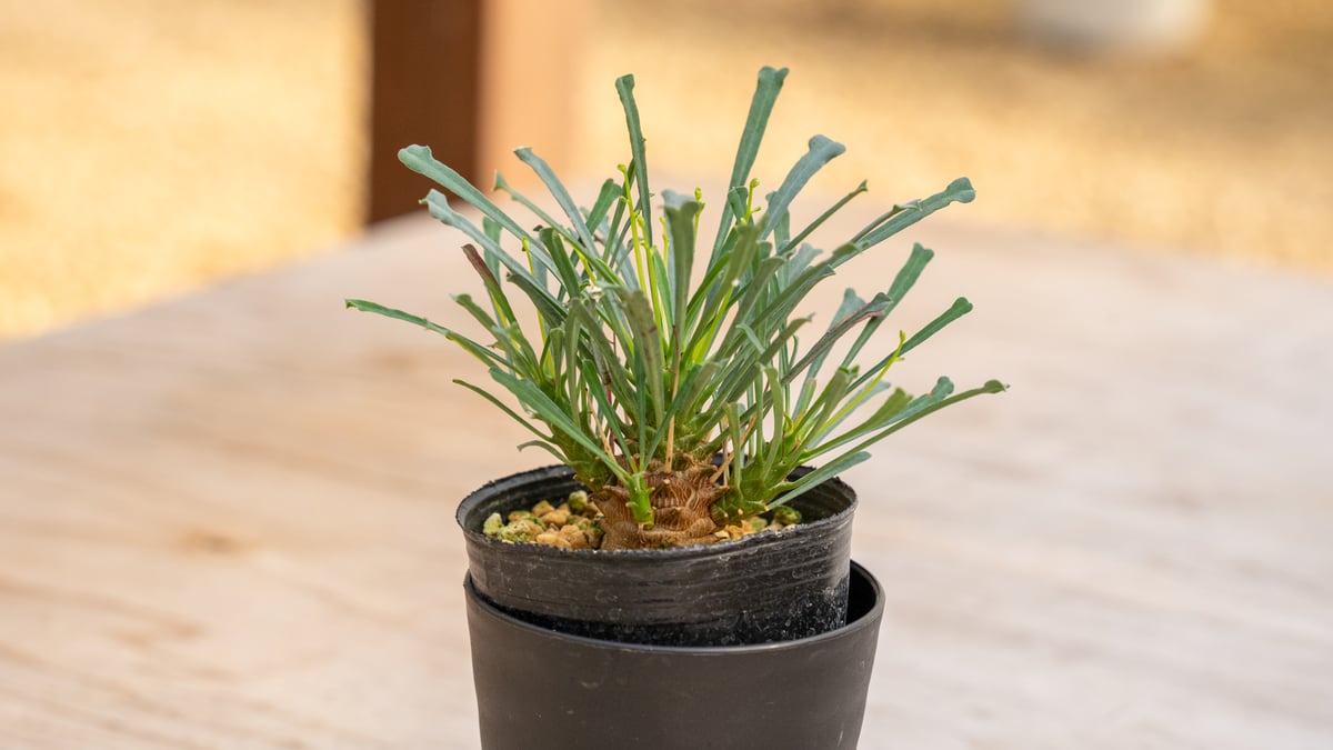 パティッシュユーフォルビア ムルチフォリア 鉢付き パティッシュ様