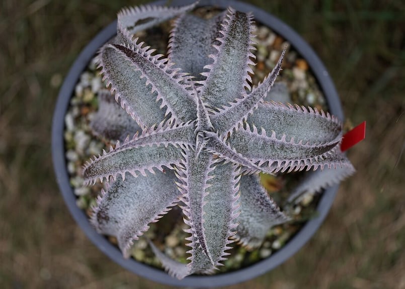 Dyckia marniel marnier lapostollei pinkspine |