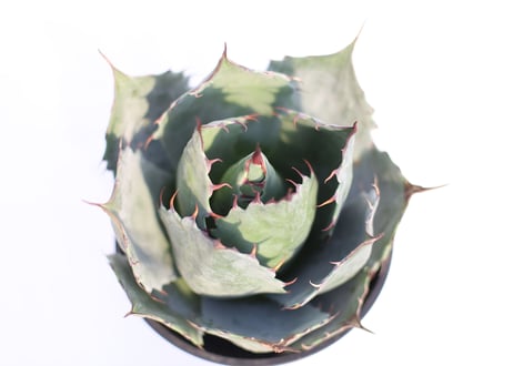 Agave 　parrasana Globe