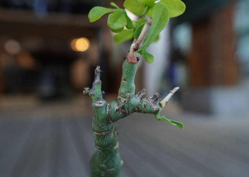 アデニア グラウカ Adenia glauca | mana's farm:塊根植物