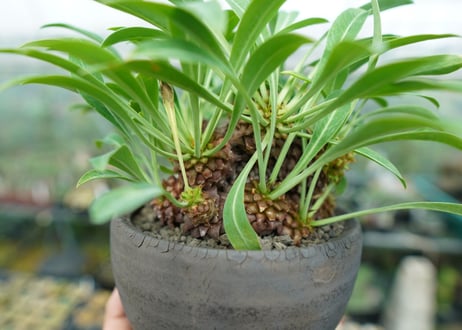 ユーフォルビア　鉄甲丸　Euphorbia  bupleurifolia