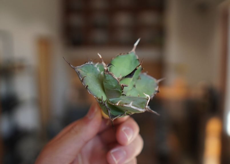 アガベチタノタ　ハデス　陽炎　Agave titanota HADES 斑入り 限界ハデス😵 Plant: AGAVE TITANOTA HADES 黑帝斯 Pot