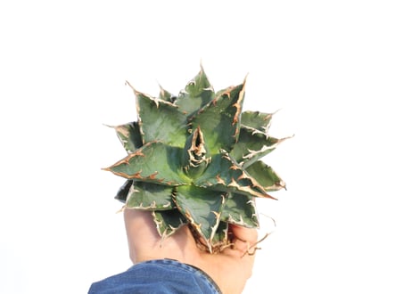 Agave titanota FO-76 dwarf  compacta  no.2