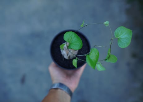 亀甲竜　Dioscorea elephantipes　No.2