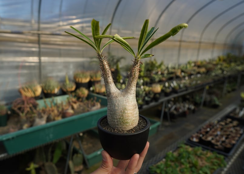 パキポディウム グラキリス Pachypodium Gracilius No.5 | ma