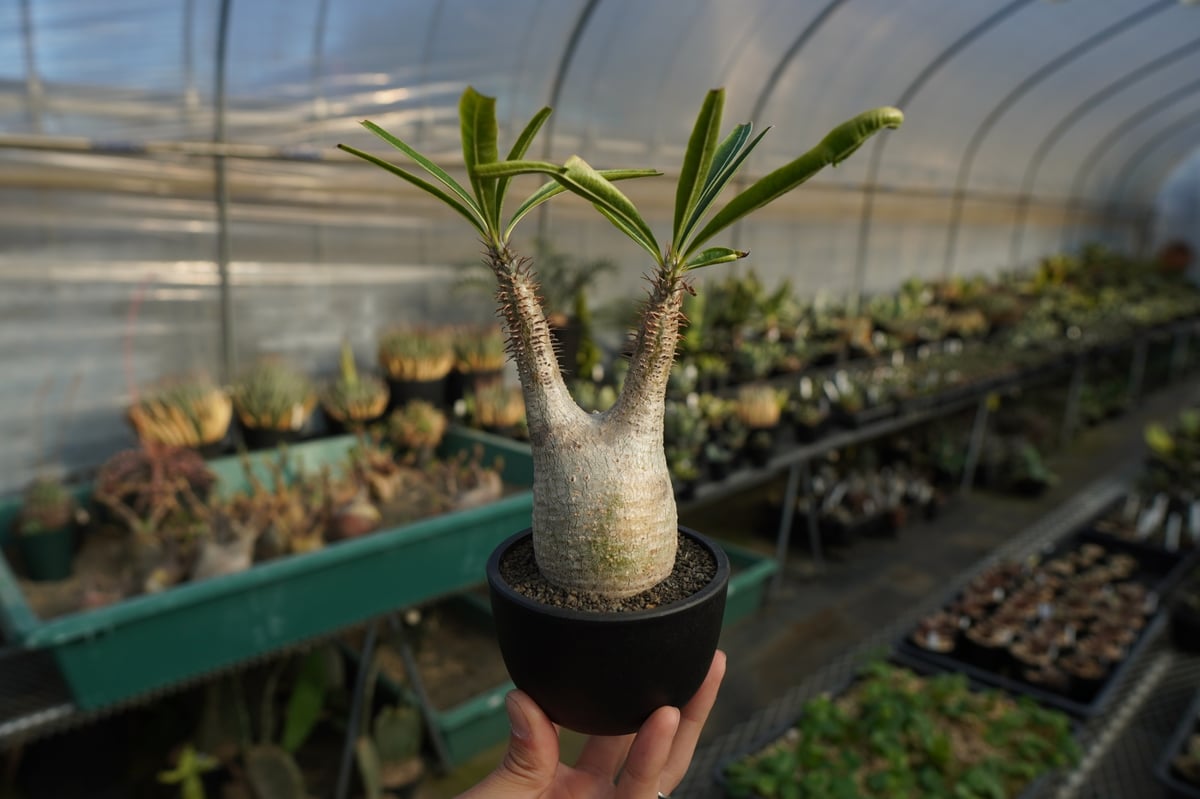 パキポディウム グラキリス Pachypodium Gracilius No.5 | ma