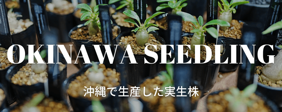 mana's green:塊根植物販売|マナズグリーン mana's green:塊根植物販売|マナズグリーン