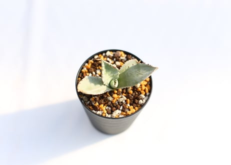 Agave 兜蟹錦 　№１