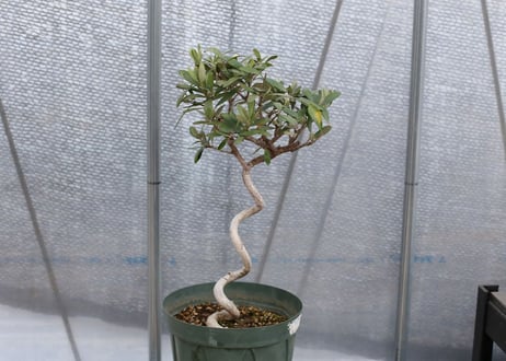 オリーブ　スペイン輸入　作り込み株　限定1株