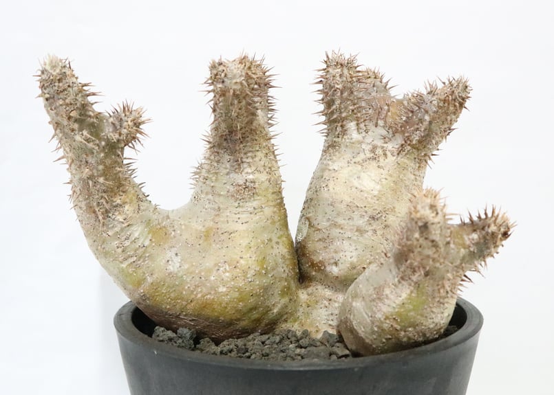 パキポディウム デンシフローラム 三頭株 | mana's farm:塊根